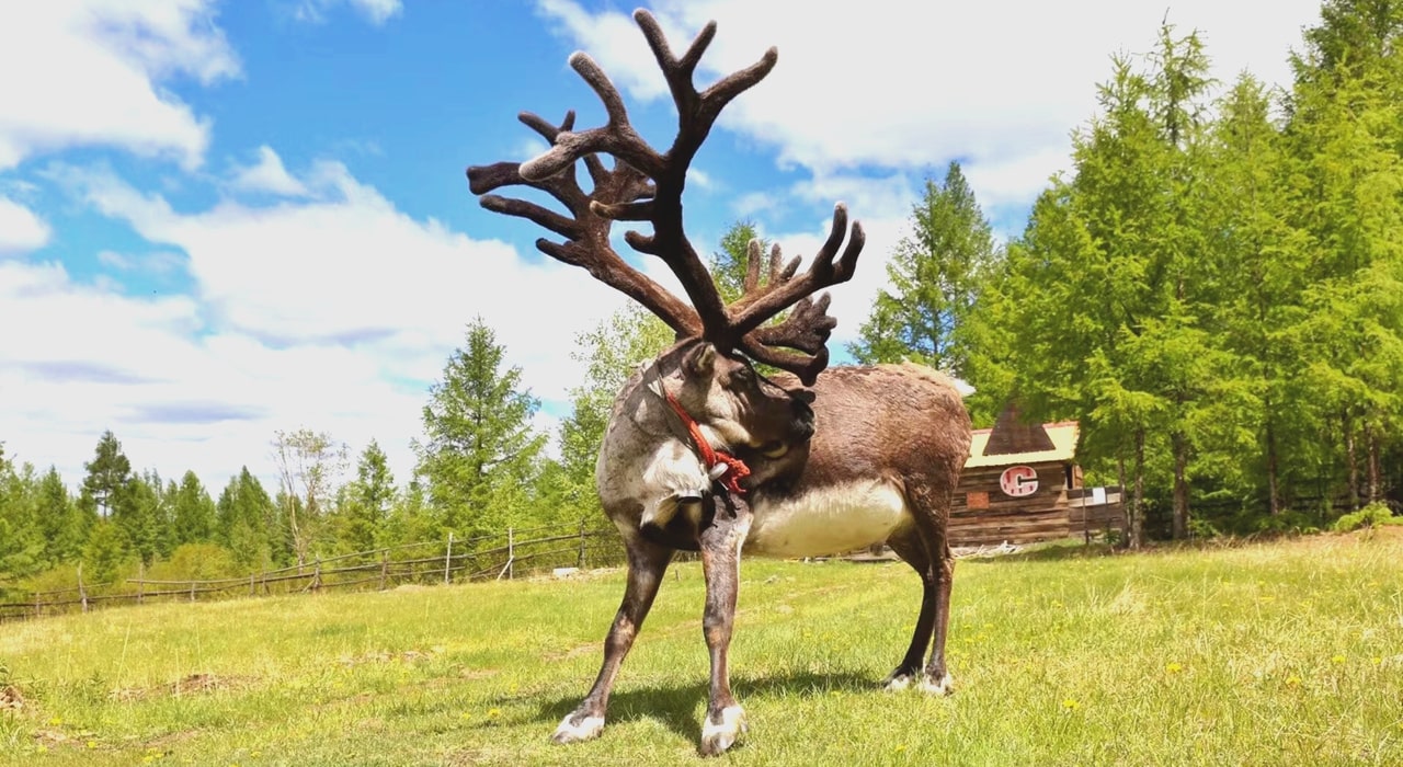 得爾不耳神鹿園