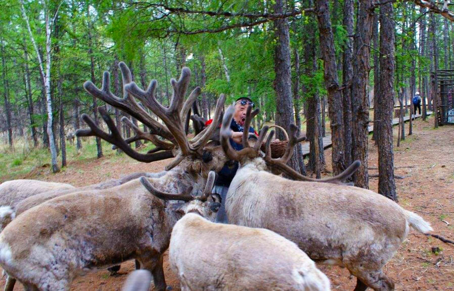 鄂溫克使鹿部落_馴鹿之鄉(xiāng)