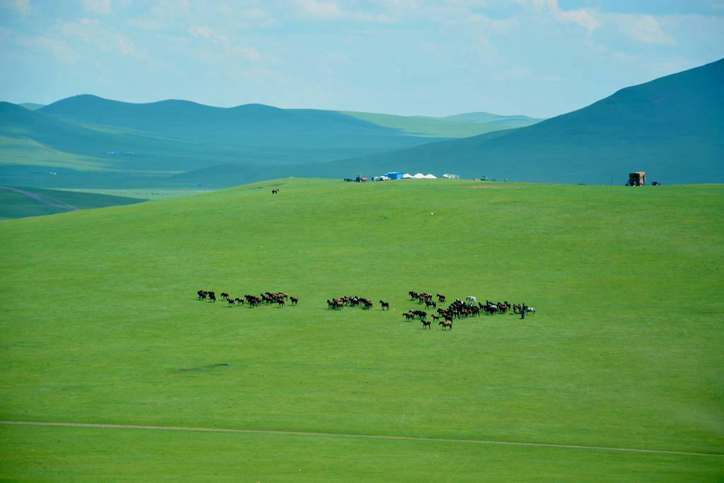呼倫貝爾黑山頭草原