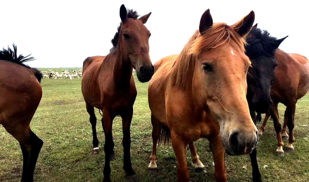 呼倫貝爾大草原馬群