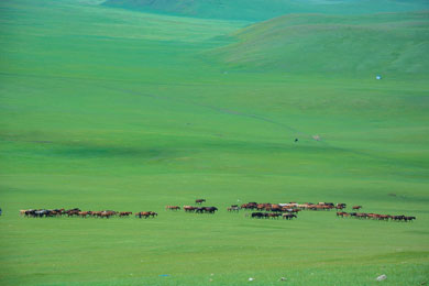 呼倫貝爾特色5日包車(chē)游
