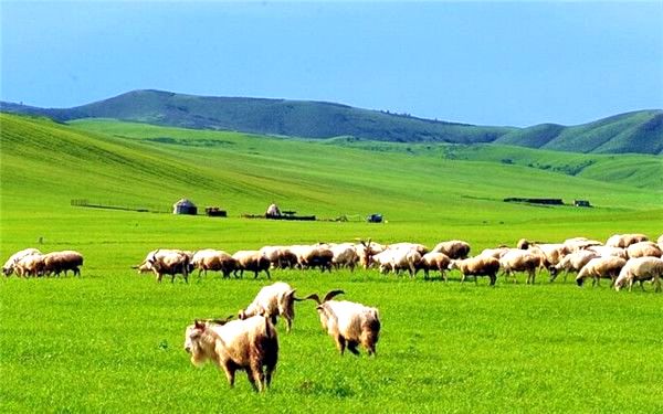 呼倫貝爾草原羊群