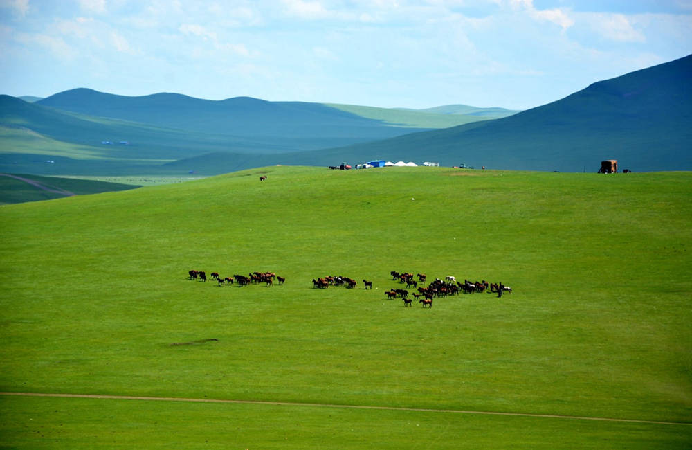 呼倫貝爾草原馬群
