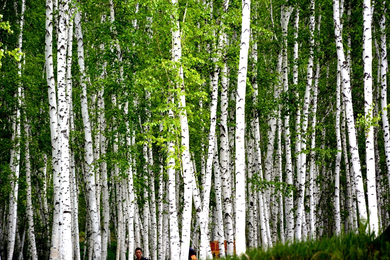 呼倫貝爾白樺林景區(qū)