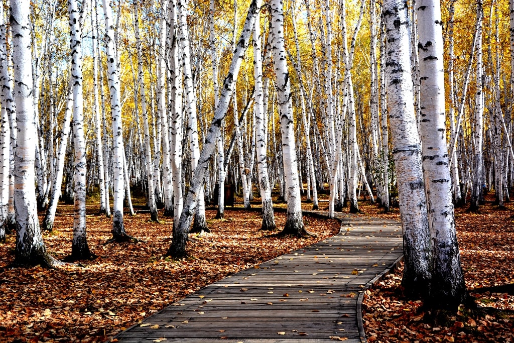 呼倫貝爾白樺林景點