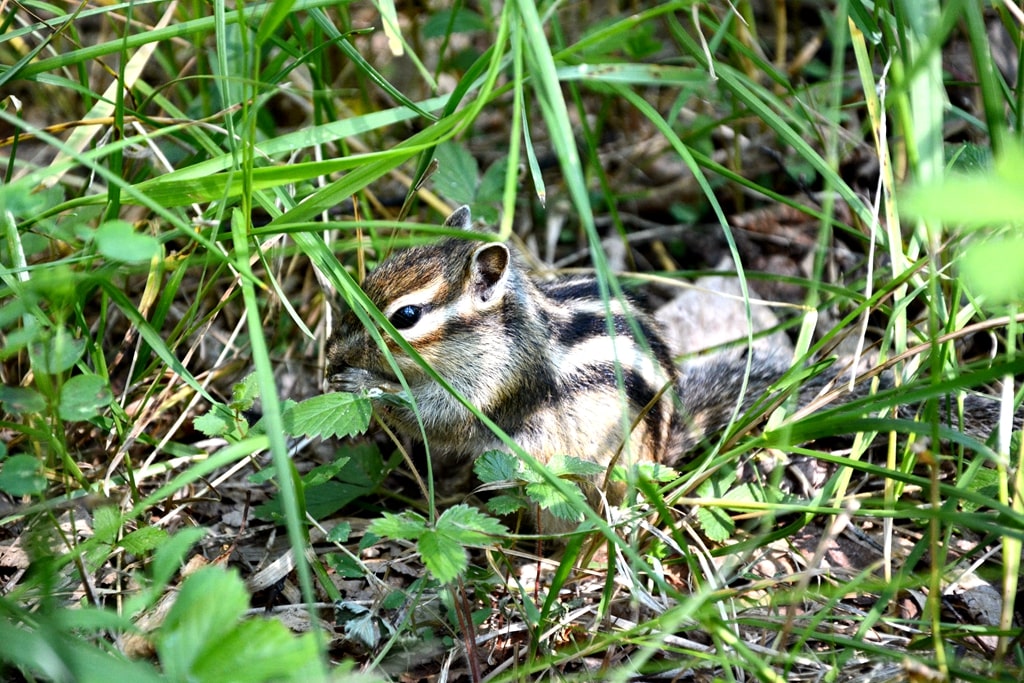 呼倫貝爾白樺林美景
