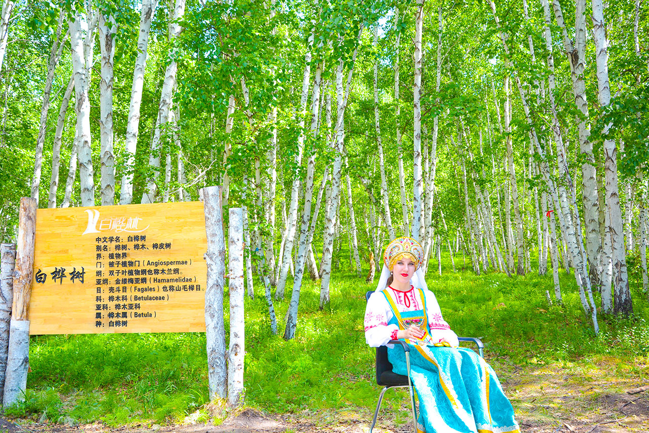 呼倫貝爾白樺林風(fēng)光