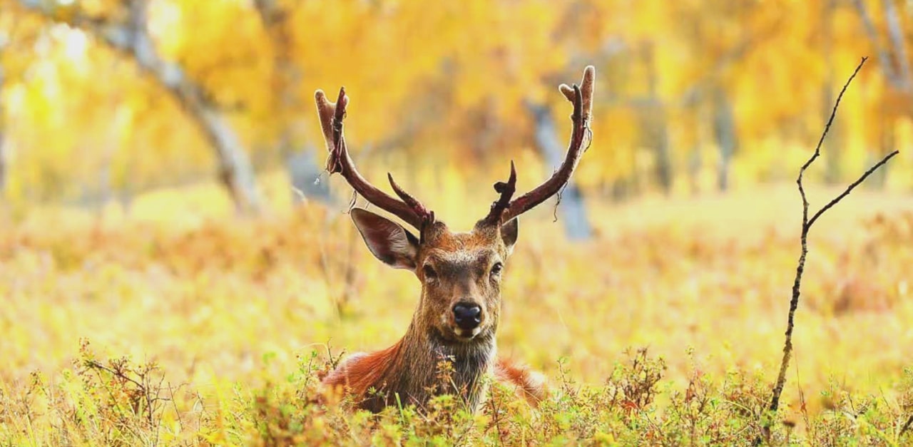 大興安嶺馴鹿園