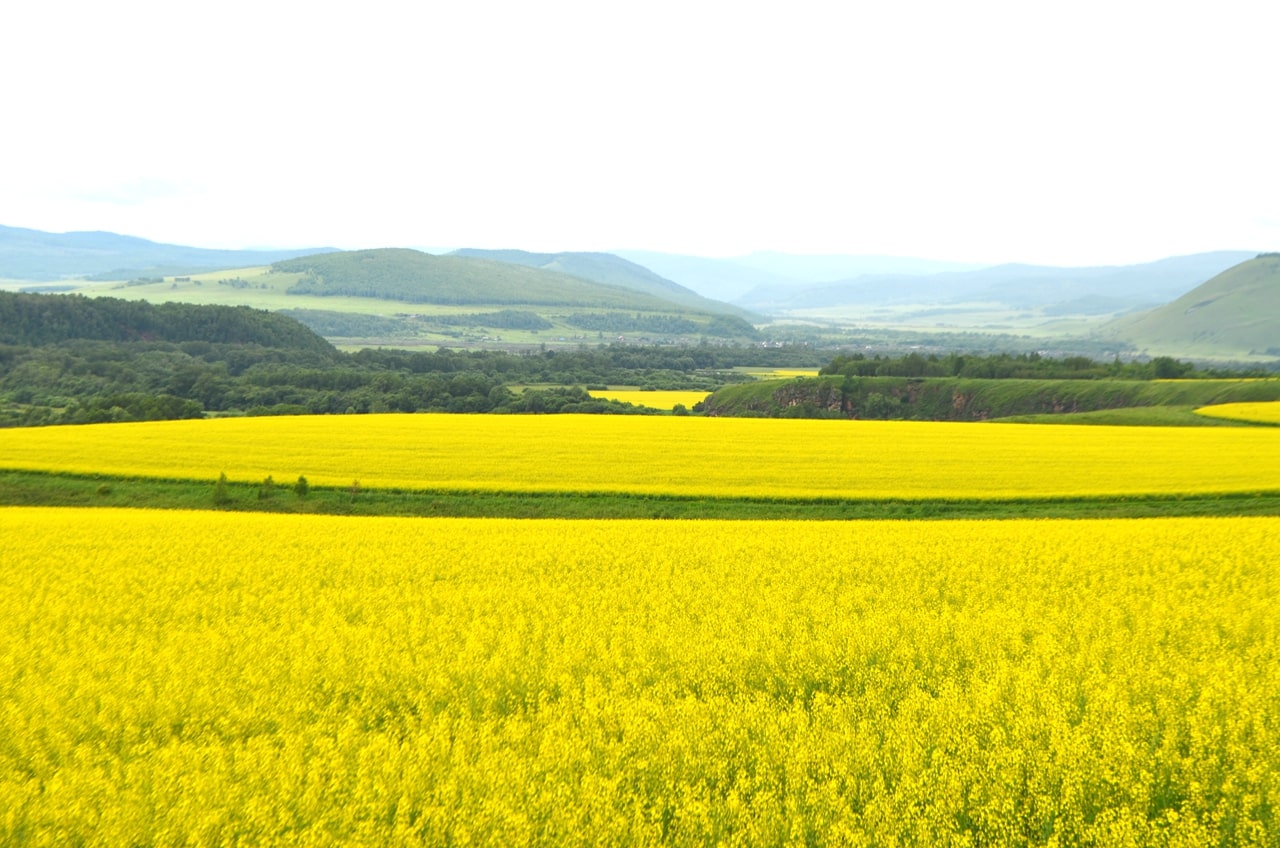 呼倫貝爾的油菜花海