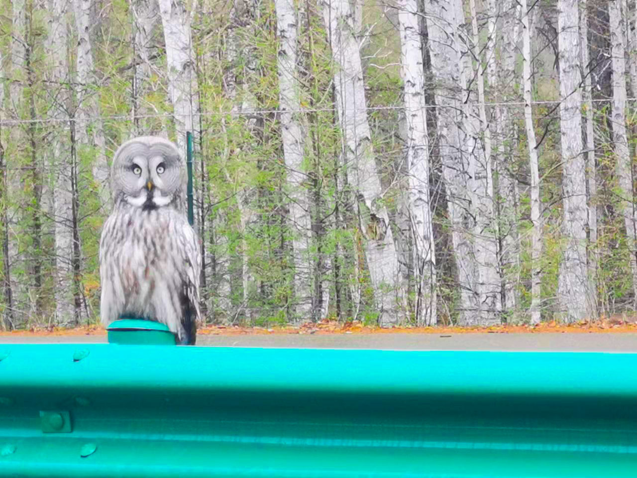 呼倫貝爾大興安嶺