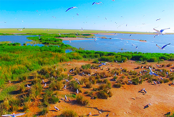 ? 呼倫貝爾神秘的烏蘭泡